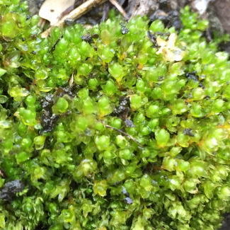 ホソウリゴケの好む環境と育て方 ホソウリゴケの好む環境と育て方