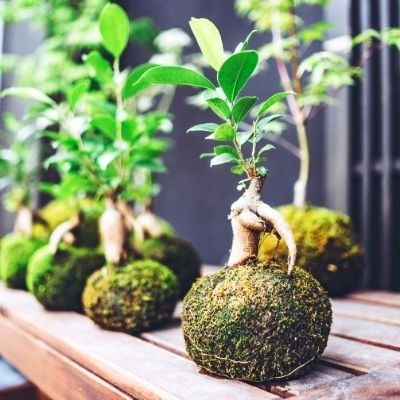 苔玉盆栽とは 初心者でもできる苔玉盆栽の作り方と育て方