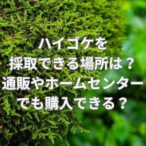 ハイゴケを採取できる場所は？通販やホームセンターでも購入できる？