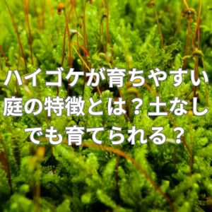 ハイゴケが育ちやすい庭の特徴とは?土なしでも育てられる?
