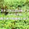 スナゴケに花は咲く？スナゴケの胞子体や配偶体とは？