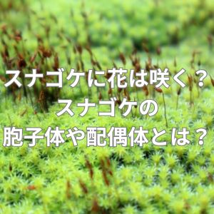 スナゴケに花は咲く?スナゴケの胞子体や配偶体とは?