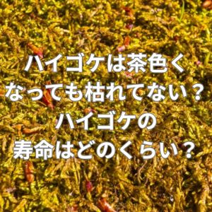 ハイゴケは茶色くなっても枯れてない？ハイゴケの寿命はどのくらい？