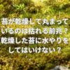 苔が乾燥して丸まっているのは枯れる前兆？乾燥した苔に水やりをしてはいけない？