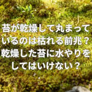 苔が乾燥して丸まっているのは枯れる前兆？乾燥した苔に水やりをしてはいけない？