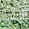 ゼニゴケはなぜ勝手に生えてくる？駆除できる薬剤などはある？