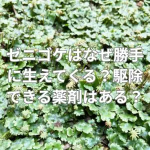 ゼニゴケはなぜ勝手に生えてくる？駆除できる薬剤などはある？