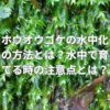 ホウオウゴケの水中化の方法とは？水中で育てる時の注意点とは？