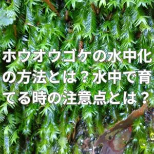ホウオウゴケの水中化の方法とは？水中で育てる時の注意点とは？