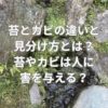 苔とカビの違いと見分け方とは？苔やカビは人に害を与える？