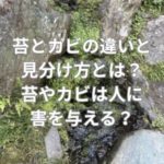 苔とカビの違いと見分け方とは？苔やカビは人に害を与える？