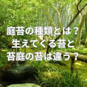 庭苔の種類とは？生えてくる苔と苔庭の苔は違う？