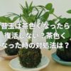 苔玉は茶色くなったら復活しない？茶色くなった時の対処法は？