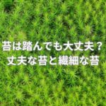 苔は踏んでも大丈夫？丈夫な苔と繊細な苔とは？