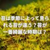 苔は季節によって見られる苔が違う？苔が一番綺麗な時期は？