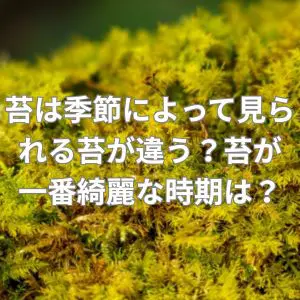 苔は季節によって見られる苔が違う?苔が一番綺麗な時期は?