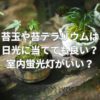 苔玉や苔テラリウムは日光に当てても良い？室内蛍光灯の方がいい？