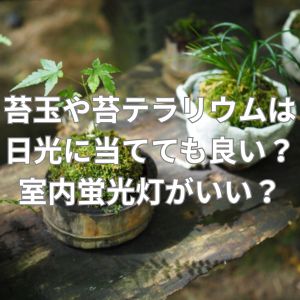 苔玉や苔テラリウムは日光に当てても良い?室内蛍光灯の方がいい?