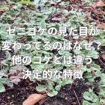 ゼニゴケの見た目が変わっているのはなぜ？他のコケとは違う決定的な特徴