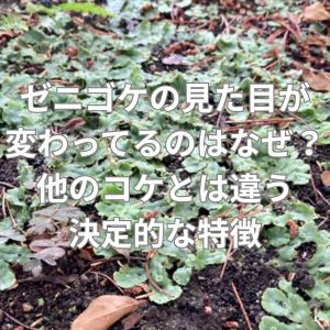 ゼニゴケの見た目が変わっているのはなぜ？他のコケとは違う決定的な特徴